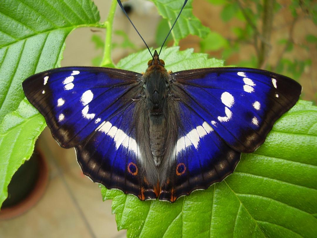 Imagem de borboleta azul em uma folha verde